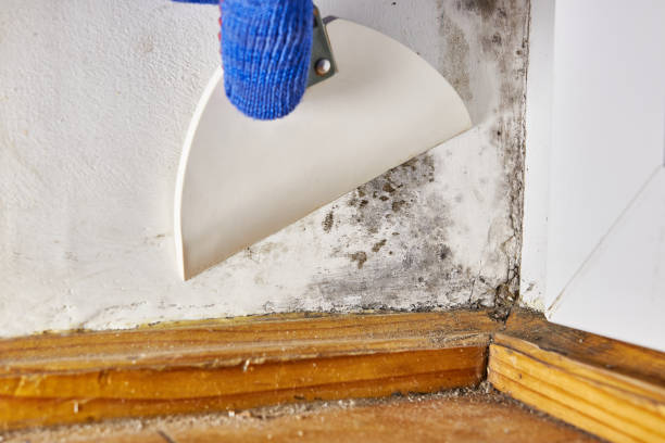 Best Mold Removal for HVAC Installations  in Nescopeck, PA